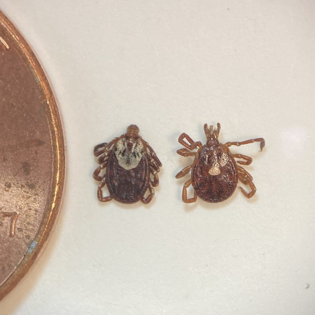 American dog tick (left) and Lone star tick (right) - both adult female ticks
